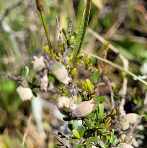 Cryptandra amara at Mitchell, ACT - 16 Nov 2021 10:47 AM