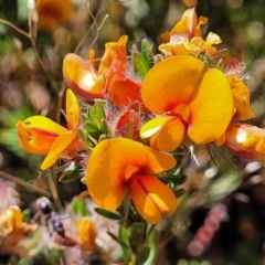 Pultenaea subspicata (Low Bush-pea) at Mitchell, ACT - 16 Nov 2021 by trevorpreston