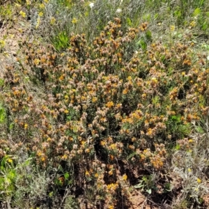 Pultenaea subspicata at Mitchell, ACT - 16 Nov 2021 10:51 AM