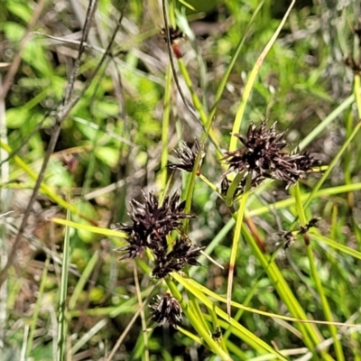 Schoenus apogon (Common Bog Sedge) at Mitchell, ACT - 15 Nov 2021 by tpreston