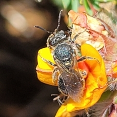 Lasioglossum (Chilalictus) sp. (subgenus) - 1 Jan 1900 by trevorpreston