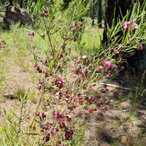 Dodonaea viscosa subsp. angustissima at Isaacs, ACT - 16 Nov 2021