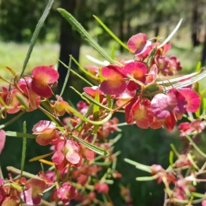 Dodonaea viscosa subsp. angustissima at Isaacs, ACT - 16 Nov 2021 12:09 PM