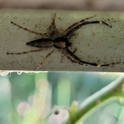 Helpis minitabunda (Threatening jumping spider) at Lyneham, ACT - 16 Nov 2021 by trevorpreston