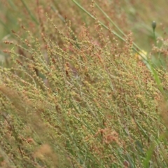 Rumex acetosella (Sheep Sorrel) at Wodonga, VIC - 14 Nov 2021 by KylieWaldon