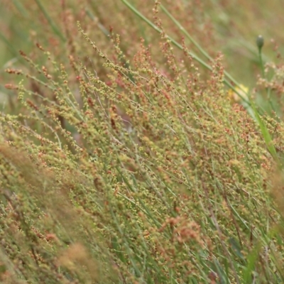 Rumex acetosella (Sheep Sorrel) at Wodonga, VIC - 14 Nov 2021 by KylieWaldon