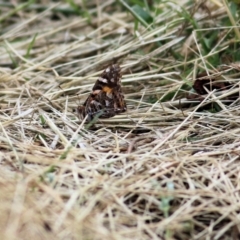 Vanessa kershawi (Australian Painted Lady) at Wodonga, VIC - 13 Nov 2021 by KylieWaldon