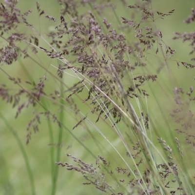 Poa (genus) (A Snow Grass) at Wodonga, VIC - 14 Nov 2021 by KylieWaldon