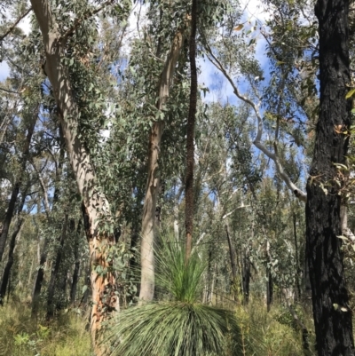 Xanthorrhoea glauca subsp. angustifolia (Grey Grass-tree) at Bundanoon, NSW - 13 Nov 2021 by Tapirlord