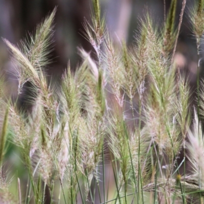 Austrostipa densiflora (Foxtail Speargrass) at Wodonga, VIC - 13 Nov 2021 by KylieWaldon