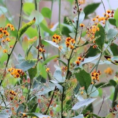 Daviesia latifolia (Hop Bitter-Pea) at Wodonga, VIC - 14 Nov 2021 by KylieWaldon