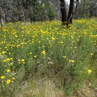 Xerochrysum viscosum (Sticky Everlasting) at Campbell, ACT - 11 Nov 2021 by JanetRussell