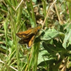 Taractrocera papyria (White-banded Grass-dart) at Stony Creek - 16 Nov 2021 by Christine