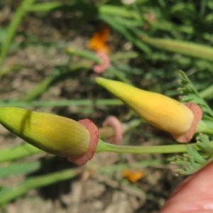 Eschscholzia californica at Stromlo, ACT - 16 Nov 2021