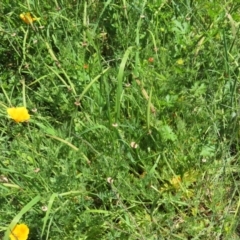 Eschscholzia californica at Stromlo, ACT - 16 Nov 2021