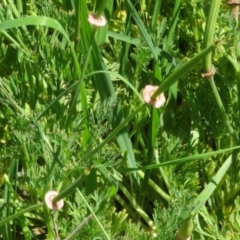 Eschscholzia californica at Stromlo, ACT - 16 Nov 2021