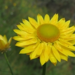 Xerochrysum viscosum (Sticky Everlasting) at Symonston, ACT - 7 Nov 2021 by Christine