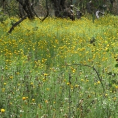 Xerochrysum viscosum at Symonston, ACT - 7 Nov 2021