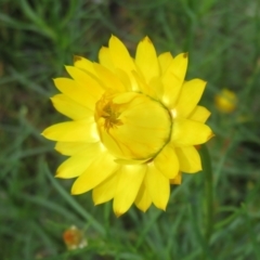 Xerochrysum viscosum at Symonston, ACT - 7 Nov 2021