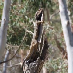 Pogona barbata (Eastern Bearded Dragon) at Sutton, NSW - 16 Nov 2021 by Whirlwind