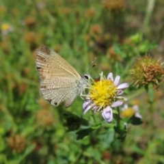 Nacaduba biocellata (Two-spotted Line-Blue) at Bimbi, NSW - 9 Nov 2021 by Christine