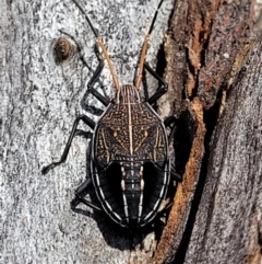 Theseus modestus (Gum tree shield bug) at Molonglo Valley, ACT - 16 Nov 2021 by trevorpreston