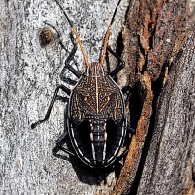 Theseus modestus (Gum tree shield bug) at Molonglo River Reserve - 16 Nov 2021 by tpreston