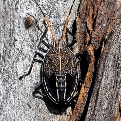 Theseus modestus (Gum tree shield bug) at Molonglo Valley, ACT - 16 Nov 2021 by trevorpreston