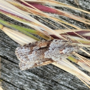 Acropolitis rudisana at Molonglo Valley, ACT - 16 Nov 2021