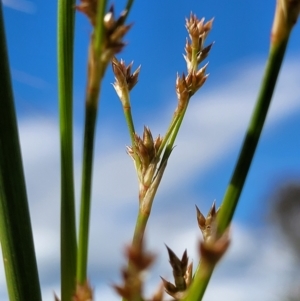 Juncus sp. at Molonglo Valley, ACT - 16 Nov 2021