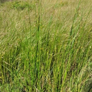 Juncus sp. at Molonglo Valley, ACT - 16 Nov 2021