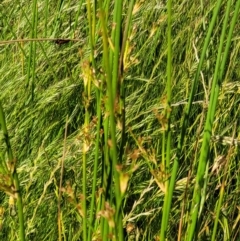 Juncus sp. at Molonglo Valley, ACT - 16 Nov 2021