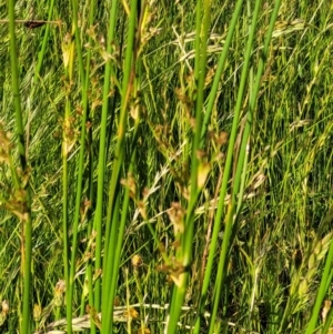 Juncus sp. at Molonglo Valley, ACT - 16 Nov 2021