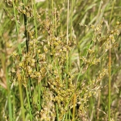 Juncus sp. at Molonglo Valley, ACT - 16 Nov 2021 04:36 PM