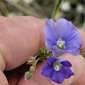 Linum marginale at Molonglo Valley, ACT - 16 Nov 2021