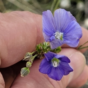 Linum marginale at Molonglo Valley, ACT - 16 Nov 2021