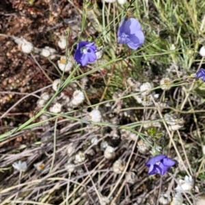 Linum marginale at Molonglo Valley, ACT - 16 Nov 2021