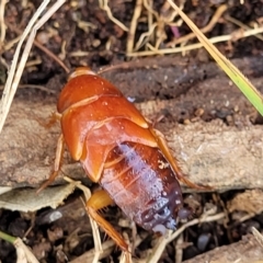 Unidentified Cockroach (Blattodea, several families) at Molonglo River Reserve - 16 Nov 2021 by tpreston