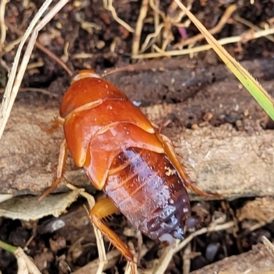 Unidentified Cockroach (Blattodea, several families) at Molonglo Valley, ACT - 16 Nov 2021 by tpreston