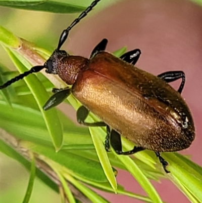Ecnolagria grandis (Honeybrown beetle) at Molonglo Valley, ACT - 16 Nov 2021 by tpreston