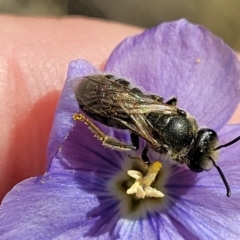 Lasioglossum (Chilalictus) lanarium (Halictid bee) at Molonglo River Reserve - 16 Nov 2021 by tpreston