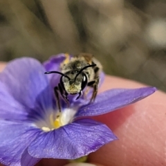 Lasioglossum (Chilalictus) lanarium at Molonglo Valley, ACT - 16 Nov 2021 04:46 PM