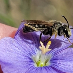 Lasioglossum (Chilalictus) lanarium at Molonglo Valley, ACT - 16 Nov 2021 04:46 PM