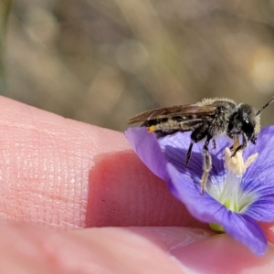 Lasioglossum (Chilalictus) lanarium at Molonglo Valley, ACT - 16 Nov 2021 04:46 PM