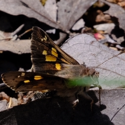 Trapezites phigalioides (Montane Ochre) at Coree, ACT - 16 Nov 2021 by Kurt