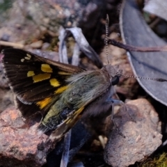 Trapezites phigalioides at Coree, ACT - 16 Nov 2021