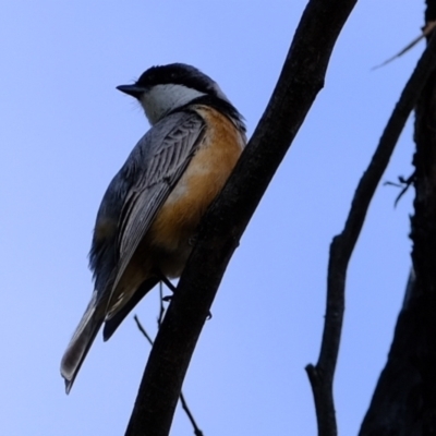 Pachycephala rufiventris (Rufous Whistler) at Stromlo, ACT - 16 Nov 2021 by Kurt