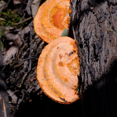 Trametes coccinea (Scarlet Bracket) at Coree, ACT - 16 Nov 2021 by Kurt