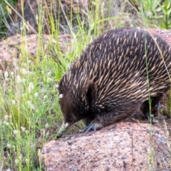 Tachyglossus aculeatus (Short-beaked Echidna) at Fisher, ACT - 15 Nov 2021 by ChrisAppleton
