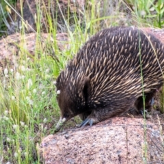 Tachyglossus aculeatus (Short-beaked Echidna) at Cooleman Ridge - 15 Nov 2021 by ChrisAppleton